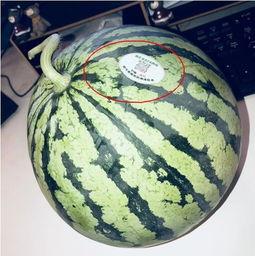 最新百万网红吃瓜,揭秘娱乐圈最新吃瓜盛宴！