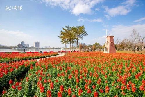 网红新年花海图片,新年花海美如画，浪漫氛围引无数游客驻足